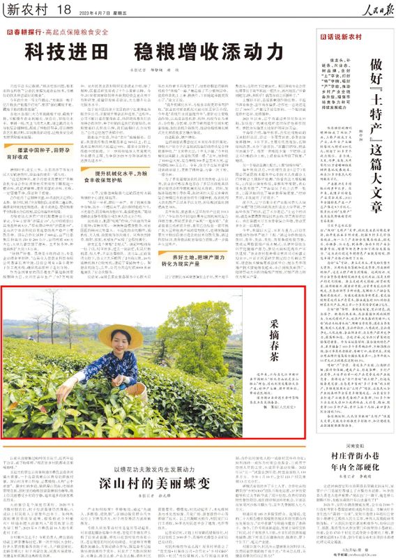 关于人民日报关注湖口春茶开采的资讯