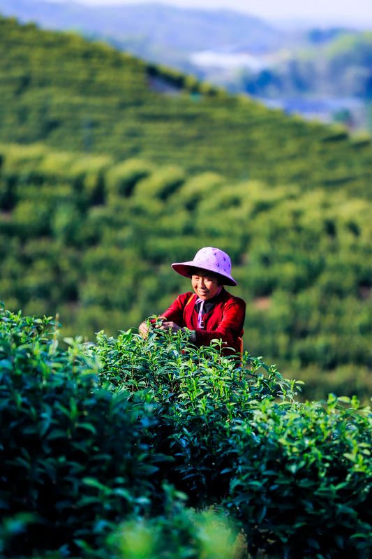 关于人民日报关注湖口春茶开采的资讯(3)