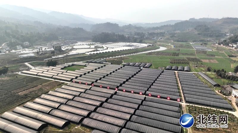 有关于一片绿叶润山乡 一朵菌伞开新路——探访2022年度四川省乡村振兴重点帮扶优秀村名山区前进镇凤凰村的信息