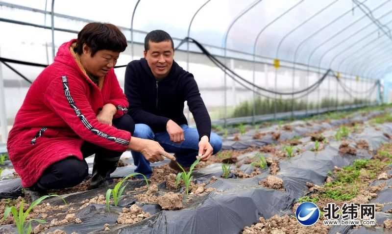 有关于一片绿叶润山乡 一朵菌伞开新路——探访2022年度四川省乡村振兴重点帮扶优秀村名山区前进镇凤凰村的信息(2)
