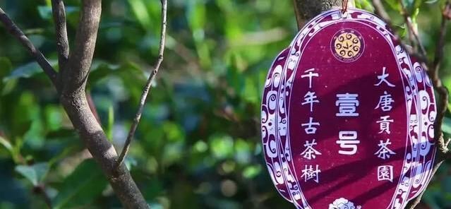 关于中国七佛贡茶茶博园开园暨七佛贡茶品鉴推介会举行的内容(1)