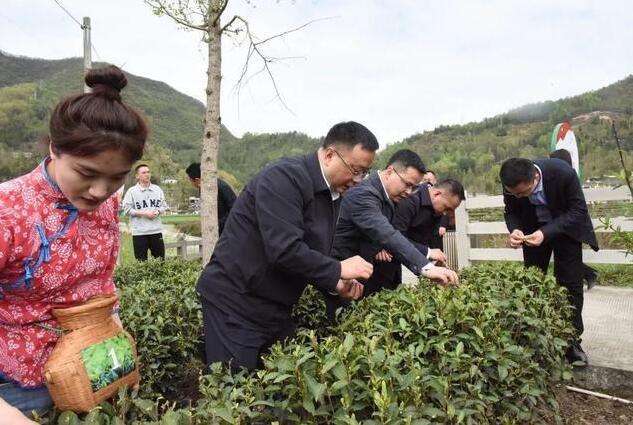 关于中国七佛贡茶茶博园开园暨七佛贡茶品鉴推介会举行的内容(3)