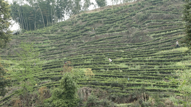 有关于沐川沐溪镇：高山茶吐新芽 村民采茶忙的消息(3)