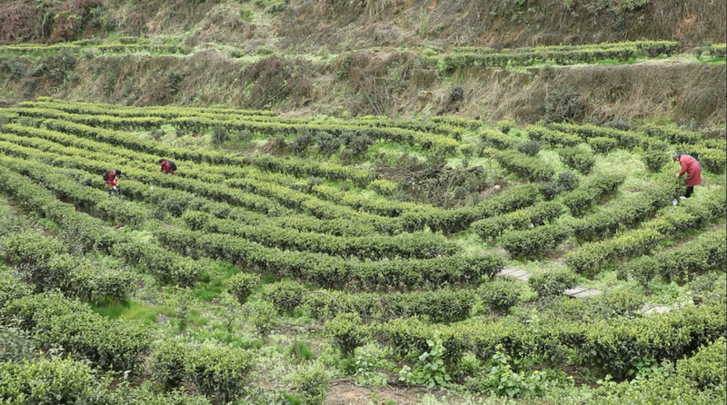有关于沐川沐溪镇：高山茶吐新芽 村民采茶忙的消息(2)