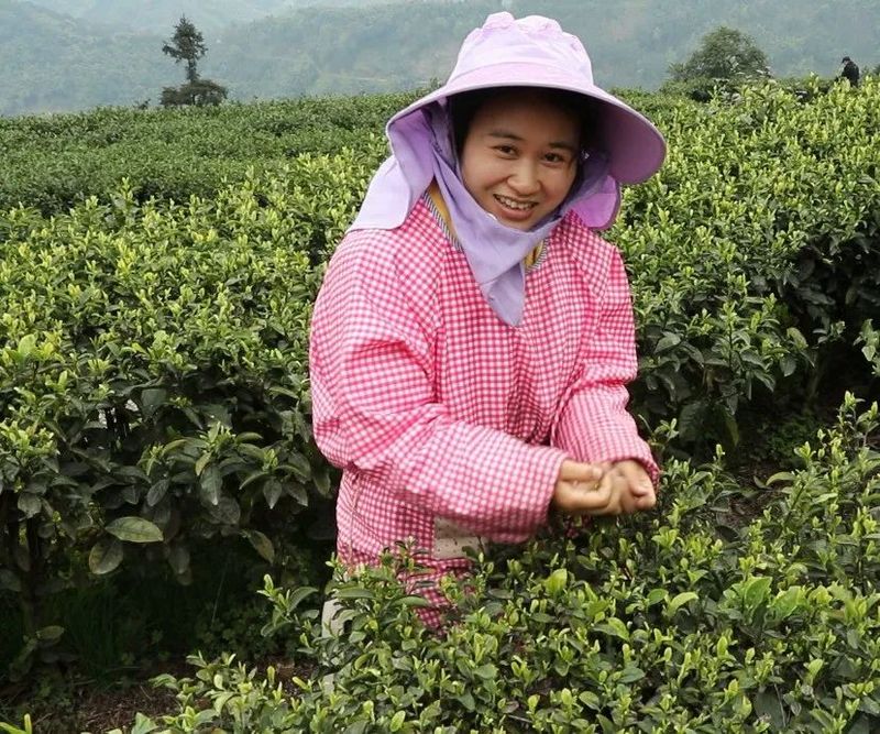 有关于沐川沐溪镇：高山茶吐新芽 村民采茶忙的消息(1)