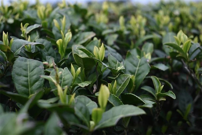 关于第一杯春茶你喝了吗?“体验+茶艺”带着茶文化出圈的最新消息(2)