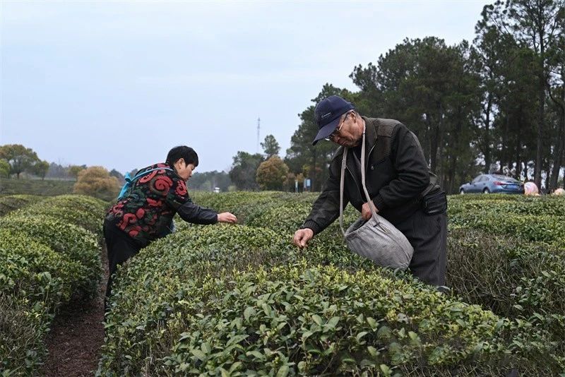 关于第一杯春茶你喝了吗?“体验+茶艺”带着茶文化出圈的最新消息(1)