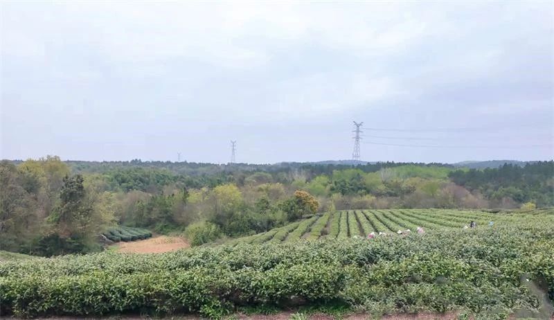 关于第一杯春茶你喝了吗?“体验+茶艺”带着茶文化出圈的最新消息