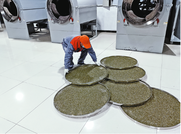 有关于陕西山阳：延坪镇枫树村茶产业——从小茶园到大产业的内容(2)