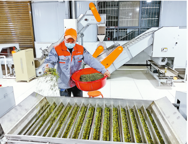 有关于陕西山阳：延坪镇枫树村茶产业——从小茶园到大产业的内容(1)