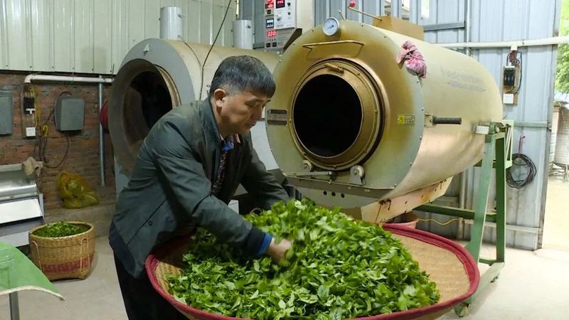 关于连平县 明前春茶吐新绿 茶农采摘正当时的相关信息(3)