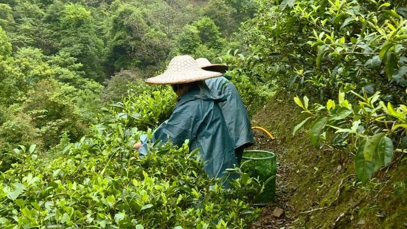 关于连平县 明前春茶吐新绿 茶农采摘正当时的相关信息(2)