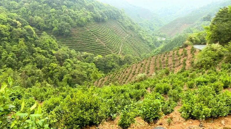 关于连平县 明前春茶吐新绿 茶农采摘正当时的相关信息