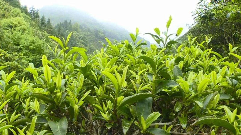 关于连平县 明前春茶吐新绿 茶农采摘正当时的相关信息(1)