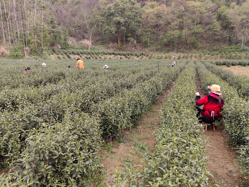 有关于江西大港镇：让茶叶成为乡村振兴致富路上的“黄金叶”的最新消息(2)