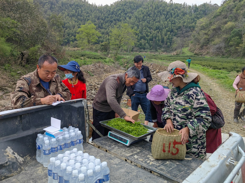 有关于江西大港镇：让茶叶成为乡村振兴致富路上的“黄金叶”的最新消息(1)