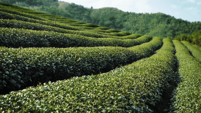 关于国际范！福建“一片叶”，飘香全世界的内容