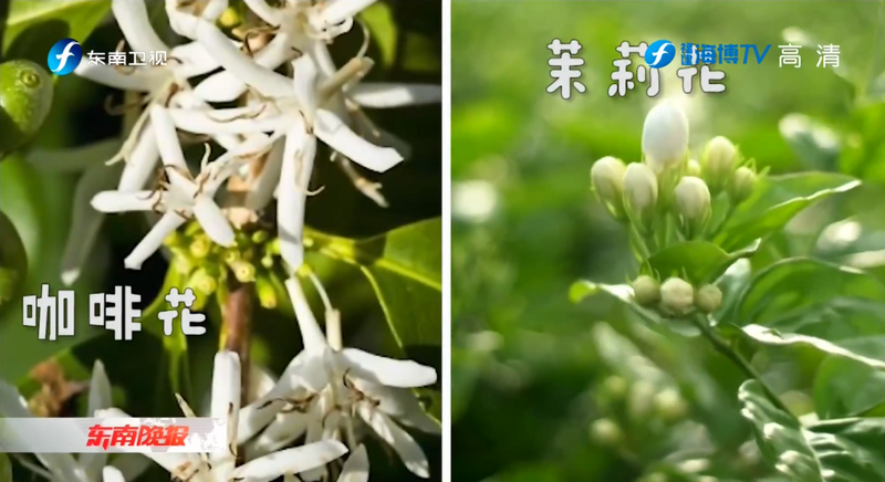 关于国际范！福建“一片叶”，飘香全世界的内容(1)