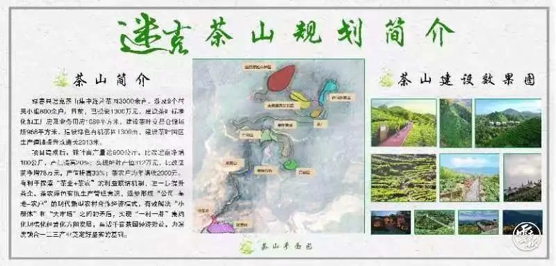 有关于绿春迷克茶园:着力打造全县有机茶转化示范基地的内容(1)