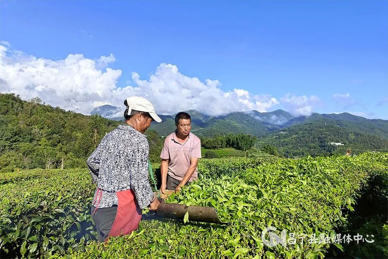 关于昌宁勐统：春风十里茶飘香 茶旅融合谱新章的相关信息(1)