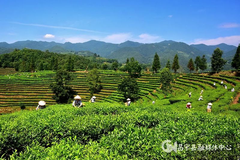 关于昌宁勐统：春风十里茶飘香 茶旅融合谱新章的相关信息