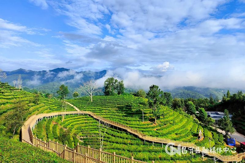 关于昌宁勐统：春风十里茶飘香 茶旅融合谱新章的相关信息(2)