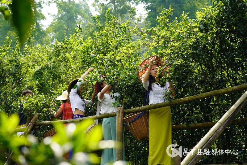 关于昌宁勐统：春风十里茶飘香 茶旅融合谱新章的相关信息(4)