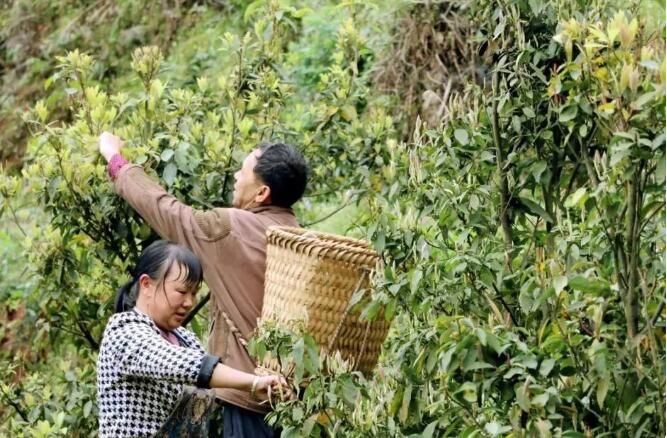 关于赤水：茶农采茶忙的内容(4)