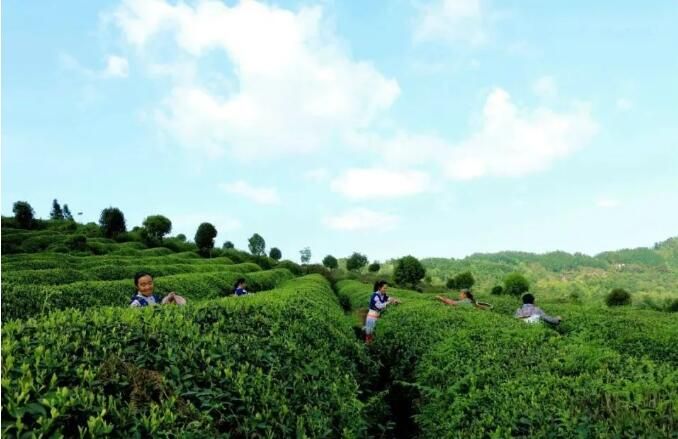 关于赤水：茶农采茶忙的内容