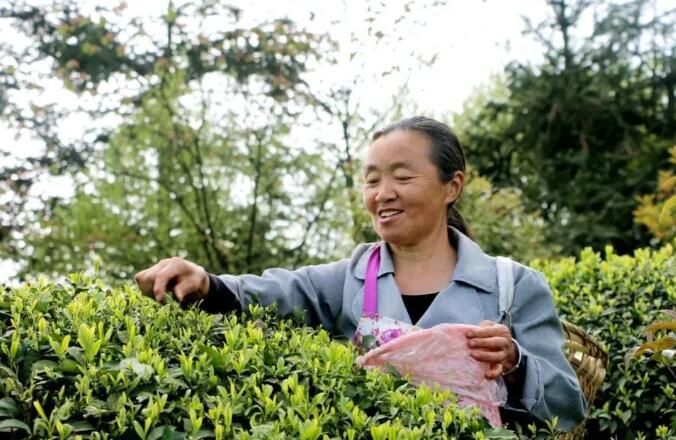 关于赤水：茶农采茶忙的内容(3)