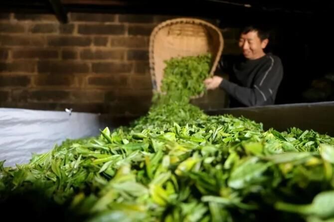关于赤水：茶农采茶忙的内容(7)