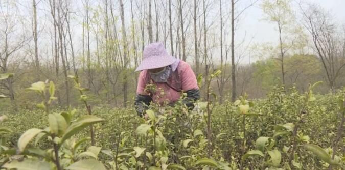 有关于仪征春茶上市！明前茶叶超1000元的消息