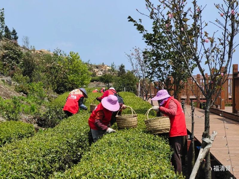 关于超600亩！福清春茶抢“鲜”开采！的消息(1)