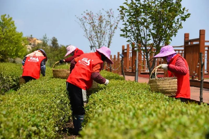 关于超600亩！福清春茶抢“鲜”开采！的消息