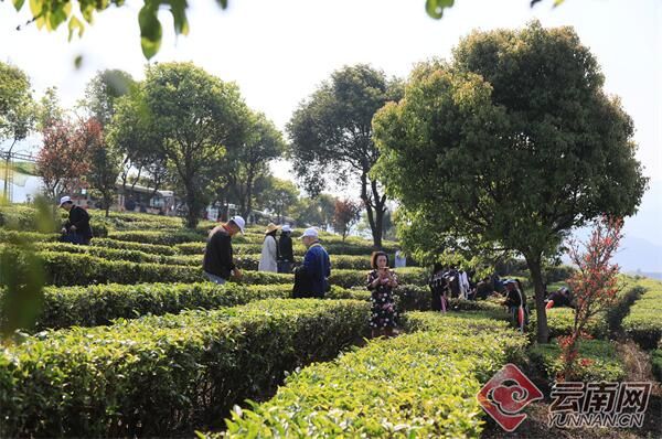关于宁洱：“人文+茶+旅游” 融出产业新气象的相关内容(3)