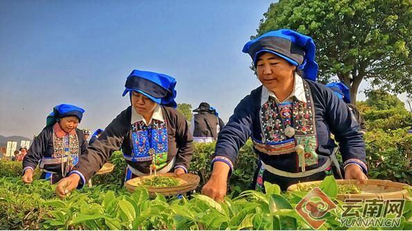 关于宁洱：“人文+茶+旅游” 融出产业新气象的相关内容