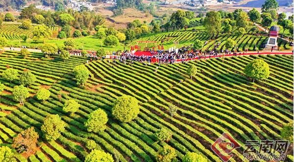 关于宁洱：“人文+茶+旅游” 融出产业新气象的相关内容(2)