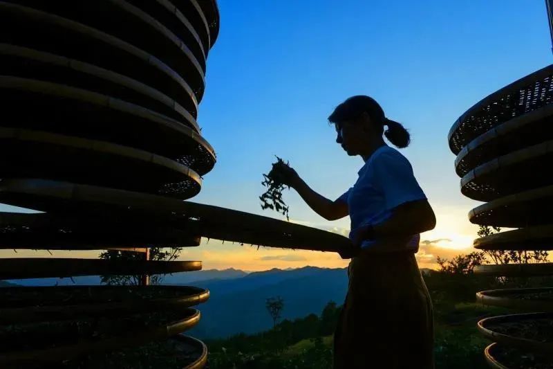 关于大田:一片叶子成长为一个产业的资讯(16)