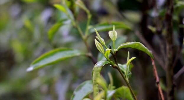 关于浠水绿杨乡：春茶飘香茶农笑的信息(6)