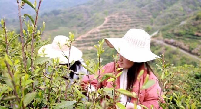 关于浠水绿杨乡：春茶飘香茶农笑的信息(1)