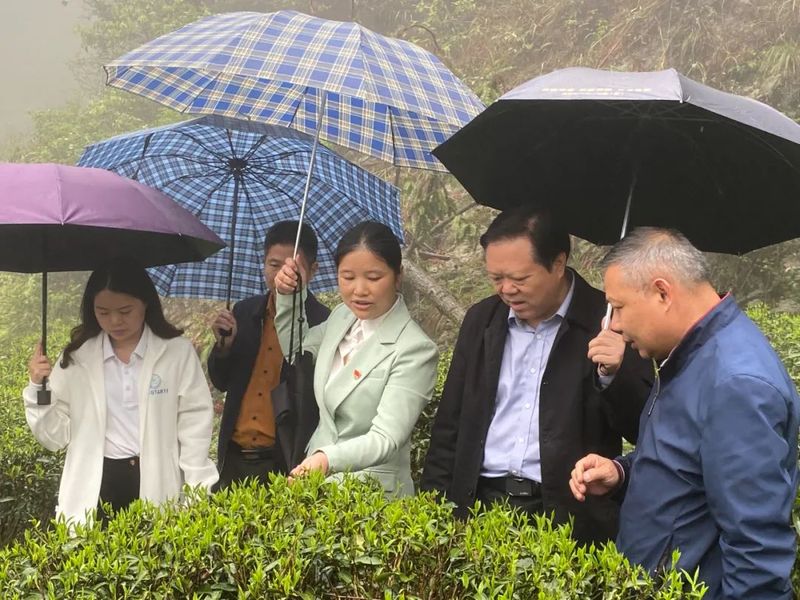 有关于廖德槐会长一行到我镇联山村开展乡村振兴暨茶叶产业发展调研的相关信息