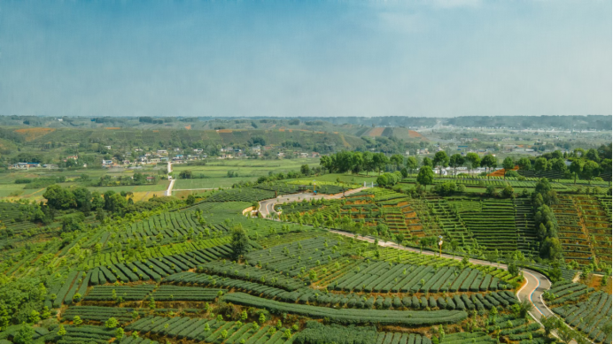 关于夹江县新场镇：“小茶叶”做成“大产业”的最新消息(4)