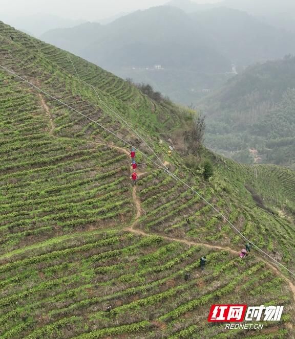 有关于衡阳供电保供助力茶企春茶抢“鲜”上市的新闻(1)