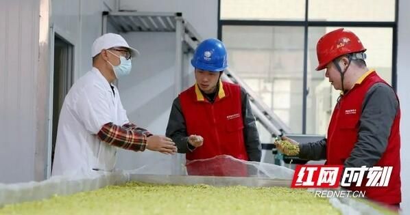 有关于衡阳供电保供助力茶企春茶抢“鲜”上市的新闻