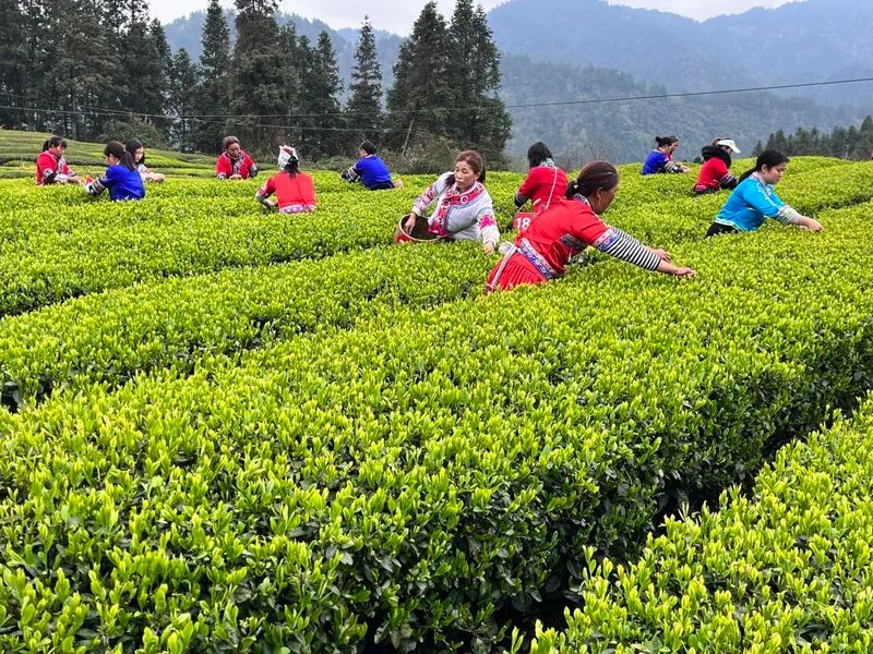 有关于又到采茶时！梵净山下抹茶香的消息