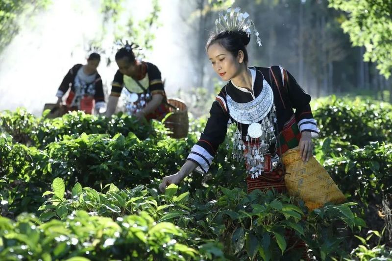 关于重磅发布！海南大叶茶为新茶种 拟命名为五指山茶的消息(5)
