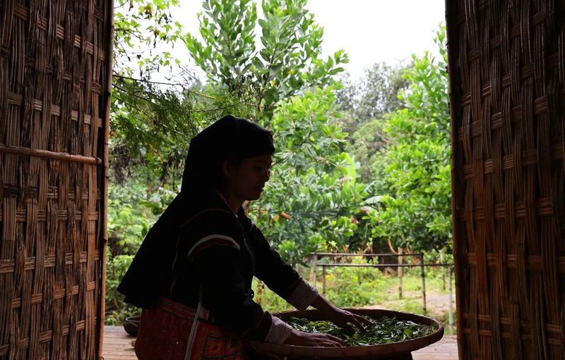 关于重磅发布！海南大叶茶为新茶种 拟命名为五指山茶的消息(4)