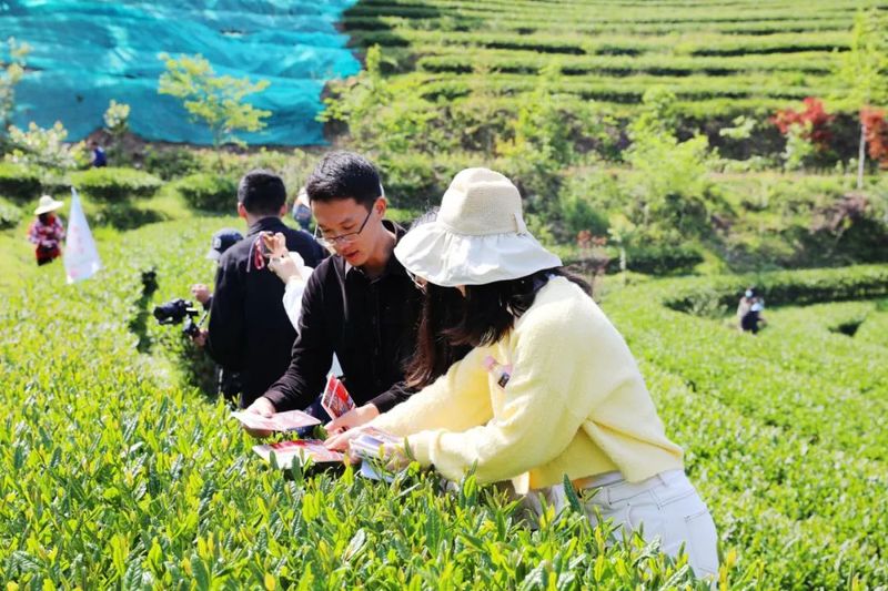 有关于 第四届“泰宁岩茶·茶香金湖”采茶节今日举办！推动茶产业再上新台阶的资讯(13)
