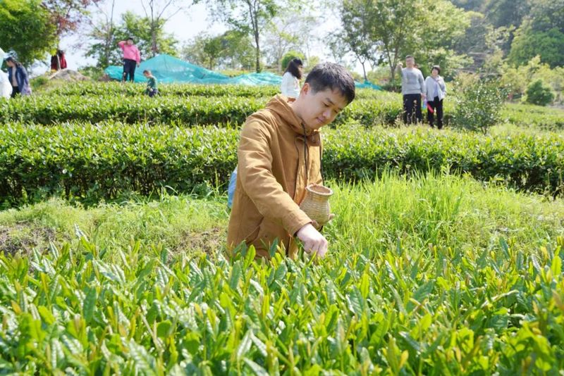 有关于 第四届“泰宁岩茶·茶香金湖”采茶节今日举办！推动茶产业再上新台阶的资讯(11)
