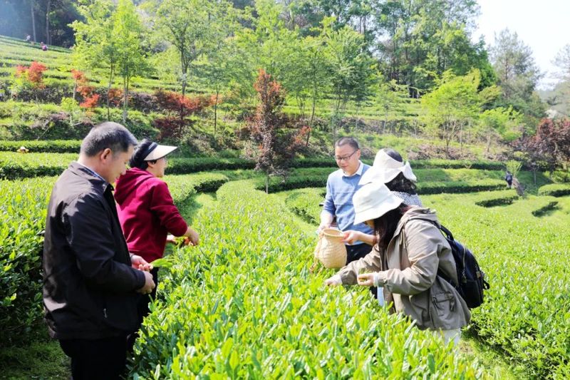 有关于 第四届“泰宁岩茶·茶香金湖”采茶节今日举办！推动茶产业再上新台阶的资讯(12)
